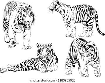 vector drawings sketches different predator , tigers lions cheetahs and leopards are drawn in ink by hand , objects with no background