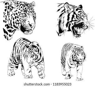 vector drawings sketches different predator , tigers lions cheetahs and leopards are drawn in ink by hand , objects with no background