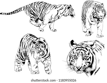 vector drawings sketches different predator , tigers lions cheetahs and leopards are drawn in ink by hand , objects with no background