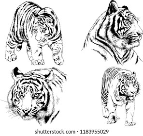 vector drawings sketches different predator , tigers lions cheetahs and leopards are drawn in ink by hand , objects with no background