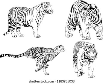 vector drawings sketches different predator , tigers lions cheetahs and leopards are drawn in ink by hand , objects with no background