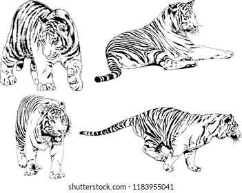 vector drawings sketches different predator , tigers lions cheetahs and leopards are drawn in ink by hand , objects with no background