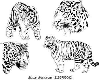 vector drawings sketches different predator , tigers lions cheetahs and leopards are drawn in ink by hand , objects with no background