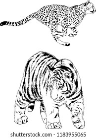 vector drawings sketches different predator , tigers lions cheetahs and leopards are drawn in ink by hand , objects with no background