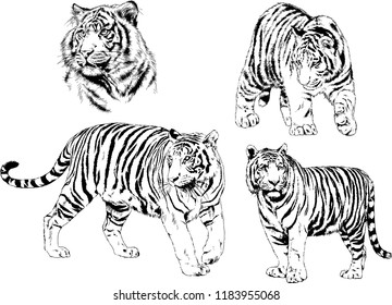 vector drawings sketches different predator , tigers lions cheetahs and leopards are drawn in ink by hand , objects with no background