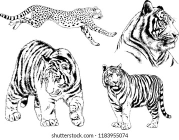 vector drawings sketches different predator , tigers lions cheetahs and leopards are drawn in ink by hand , objects with no background