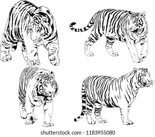 vector drawings sketches different predator , tigers lions cheetahs and leopards are drawn in ink by hand , objects with no background