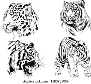 vector drawings sketches different predator , tigers lions cheetahs and leopards are drawn in ink by hand , objects with no background