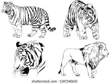 vector drawings sketches different predator , tigers lions cheetahs and leopards are drawn in ink by hand , objects with no background