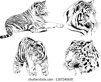 vector drawings sketches different predator , tigers lions cheetahs and leopards are drawn in ink by hand , objects with no background