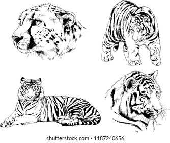 vector drawings sketches different predator , tigers lions cheetahs and leopards are drawn in ink by hand , objects with no background