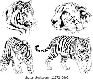 vector drawings sketches different predator , tigers lions cheetahs and leopards are drawn in ink by hand , objects with no background