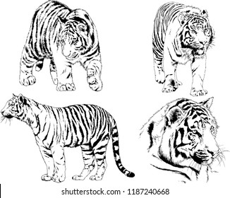 vector drawings sketches different predator , tigers lions cheetahs and leopards are drawn in ink by hand , objects with no background