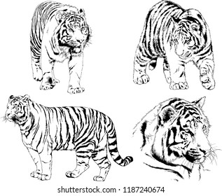 vector drawings sketches different predator , tigers lions cheetahs and leopards are drawn in ink by hand , objects with no background