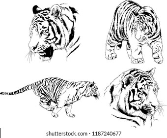 vector drawings sketches different predator , tigers lions cheetahs and leopards are drawn in ink by hand , objects with no background