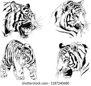 vector drawings sketches different predator , tigers lions cheetahs and leopards are drawn in ink by hand , objects with no background