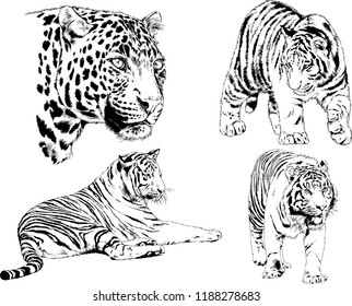 vector drawings sketches different predator , tigers and leopards are drawn in ink by hand , objects with no background