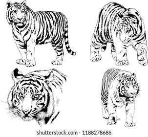 vector drawings sketches different predator , tigers  are drawn in ink by hand , objects with no background