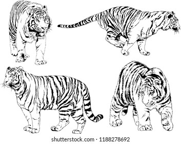 vector drawings sketches different predator , tigers lions cheetahs and leopards are drawn in ink by hand , objects with no background