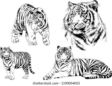 vector drawings sketches different predator , tigers lions cheetahs and leopards are drawn in ink by hand , objects with no background