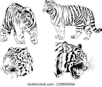 vector drawings sketches different predator , tigers lions cheetahs and leopards are drawn in ink by hand , objects with no background