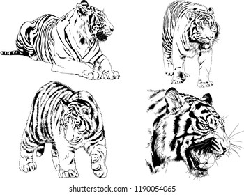 vector drawings sketches different predator , tigers lions cheetahs and leopards are drawn in ink by hand , objects with no background