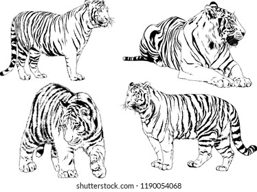 vector drawings sketches different predator , tigers lions cheetahs and leopards are drawn in ink by hand , objects with no background