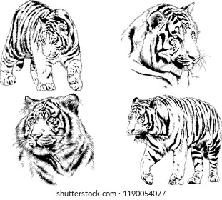 vector drawings sketches different predator , tigers lions cheetahs and leopards are drawn in ink by hand , objects with no background