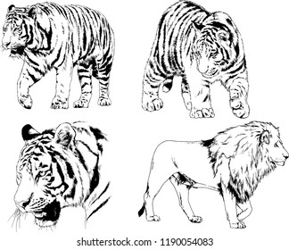 vector drawings sketches different predator , tigers lions cheetahs and leopards are drawn in ink by hand , objects with no background