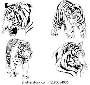 vector drawings sketches different predator , tigers lions cheetahs and leopards are drawn in ink by hand , objects with no background