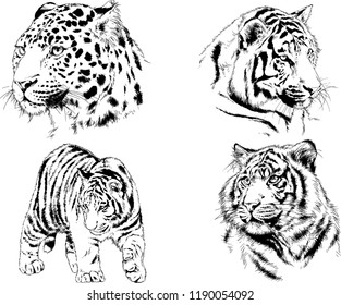 vector drawings sketches different predator , tigers lions cheetahs and leopards are drawn in ink by hand , objects with no background