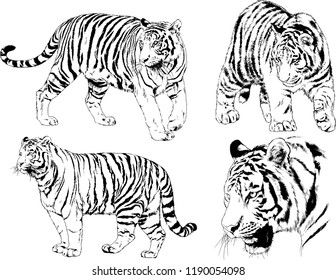 vector drawings sketches different predator , tigers lions cheetahs and leopards are drawn in ink by hand , objects with no background