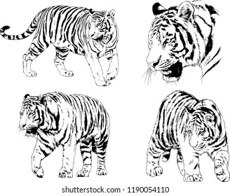 vector drawings sketches different predator , tigers lions cheetahs and leopards are drawn in ink by hand , objects with no background