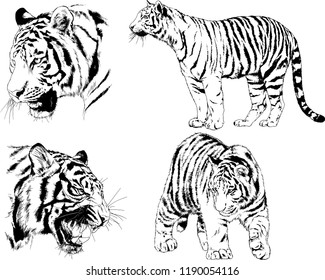 vector drawings sketches different predator , tigers lions cheetahs and leopards are drawn in ink by hand , objects with no background