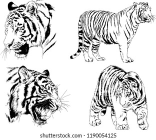 vector drawings sketches different predator , tigers lions cheetahs and leopards are drawn in ink by hand , objects with no background