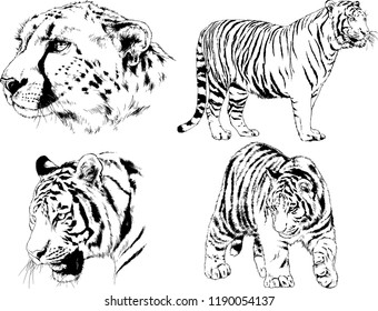 vector drawings sketches different predator , tigers lions cheetahs and leopards are drawn in ink by hand , objects with no background