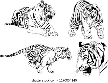 vector drawings sketches different predator , tigers lions cheetahs and leopards are drawn in ink by hand , objects with no background