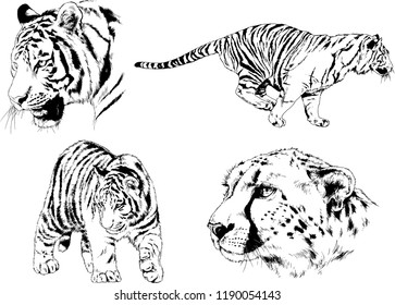 vector drawings sketches different predator , tigers lions cheetahs and leopards are drawn in ink by hand , objects with no background