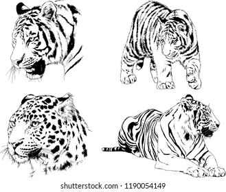 vector drawings sketches different predator , tigers lions cheetahs and leopards are drawn in ink by hand , objects with no background