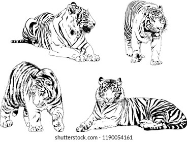 vector drawings sketches different predator , tigers lions cheetahs and leopards are drawn in ink by hand , objects with no background