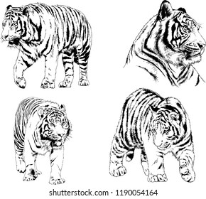 vector drawings sketches different predator , tigers lions cheetahs and leopards are drawn in ink by hand , objects with no background