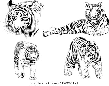 vector drawings sketches different predator , tigers lions cheetahs and leopards are drawn in ink by hand , objects with no background
