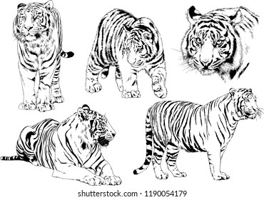 vector drawings sketches different predator , tigers lions cheetahs and leopards are drawn in ink by hand , objects with no background