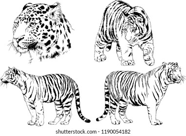 vector drawings sketches different predator , tigers lions cheetahs and leopards are drawn in ink by hand , objects with no background