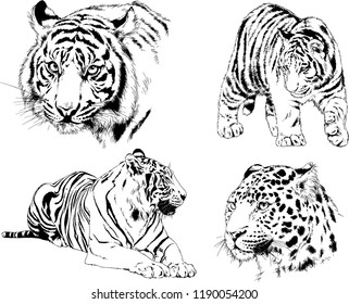 vector drawings sketches different predator , tigers lions cheetahs and leopards are drawn in ink by hand , objects with no background