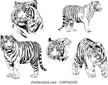 vector drawings sketches different predator , tigers lions cheetahs and leopards are drawn in ink by hand , objects with no background