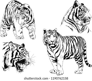 vector drawings sketches different predator , tigers lions cheetahs and leopards are drawn in ink by hand , objects with no background