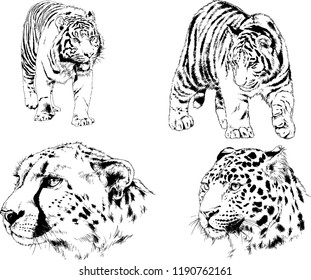 vector drawings sketches different predator , tigers lions cheetahs and leopards are drawn in ink by hand , objects with no background