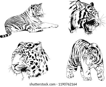 vector drawings sketches different predator , tigers lions cheetahs and leopards are drawn in ink by hand , objects with no background