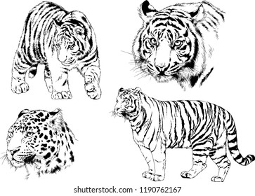 vector drawings sketches different predator , tigers lions cheetahs and leopards are drawn in ink by hand , objects with no background